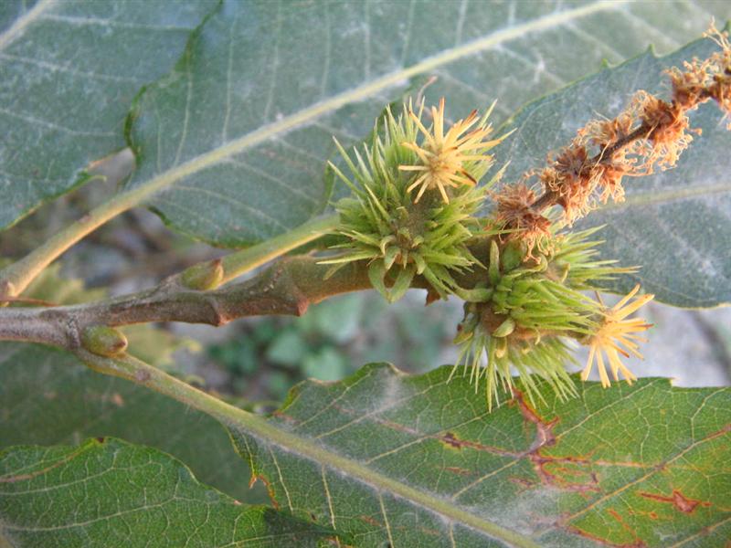  Image name: 07-castagno.jpg 
 width: 800 pixel 
 height: 600 pixel 
 Size: 83512 bytes 
 Click to enlarge 